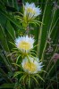 HIGHLY COMMENDED.....Lyn Hastings